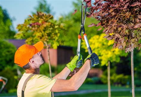 Local Tree Care & Landscapes
